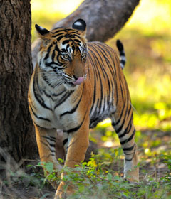 Ranthambore National Park