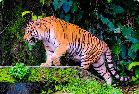 rhinos-and-tiger