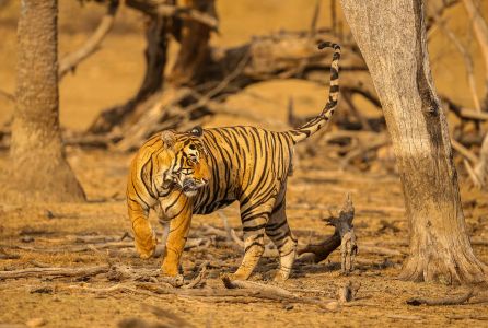 Call of Tiger