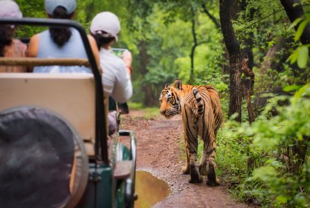 Golden Triangle with Tiger