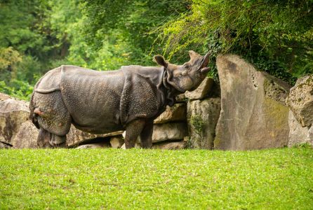 Land of Rhinos