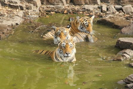 Land of The Tiger