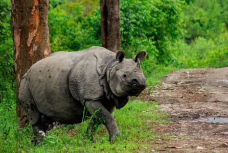 Rhinos And Tigers