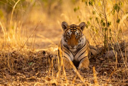 Tigers and Temples