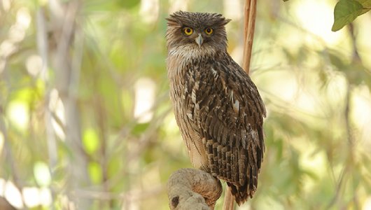 brown fish owl