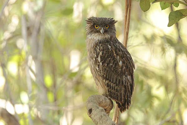 Jungles & Jewels Of Western And Central India